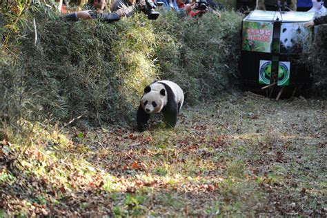 Fifth Panda Released Into The Wild In Sichuan Cn