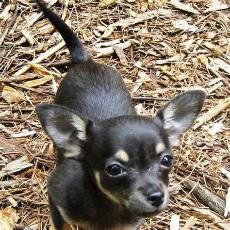 Angie A Black And Tan Chihuahua Puppy Chihuahua Photos Black