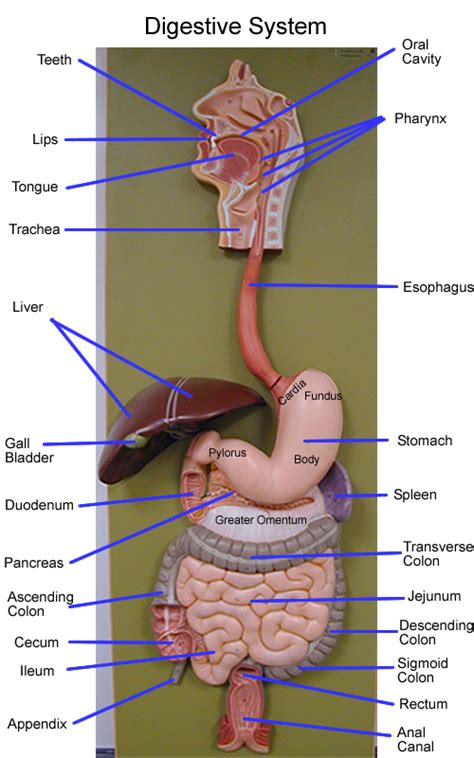 Figure 66.6 identify the digestive features indicated on this anterior view of the abdomen of a cadaver, using the terms provided. Abdo anatomy | Human digestive system, Medical anatomy ...