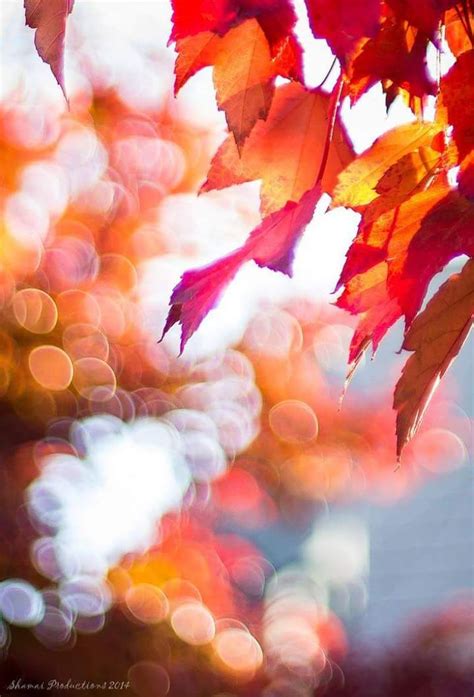 Autumn Is Beautiful Fotografie Bokeh Fotos