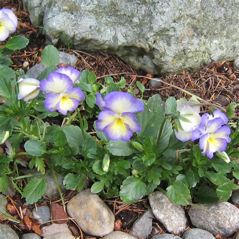 Our Ladys Garden Viola Etain Violet Pansy