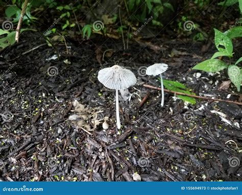 White Mushroom Or Fungus In Brown Soil Stock Image Image Of Fungus