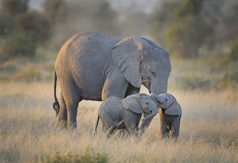 Mother Elephant With Twins In Amboseli National Park Keny Flickr