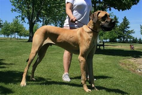 Mixing the bullmastiff and the great dane gives us the bull daniff. 63+ Bullmastiff Great Dane Rottweiler Mix (2020 ...