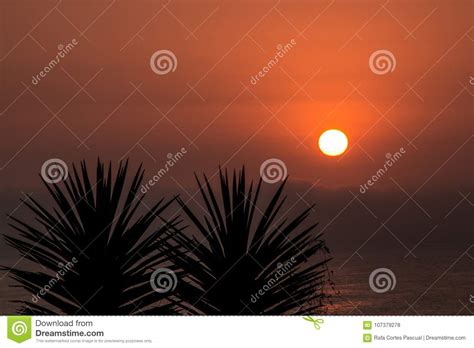 Sunset Between Palm Trees Palm Silhouettes Stock Photo Image Of