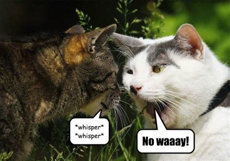 Your Secrets Safe With Me Lolcats Lol Cat Memes Funny Cats