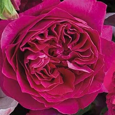 Garden Rose Kate Hot Pink Bulk Wholesale Blooms By The Box