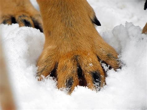10 Dog Breeds With Webbed Feet And Why Pethelpful