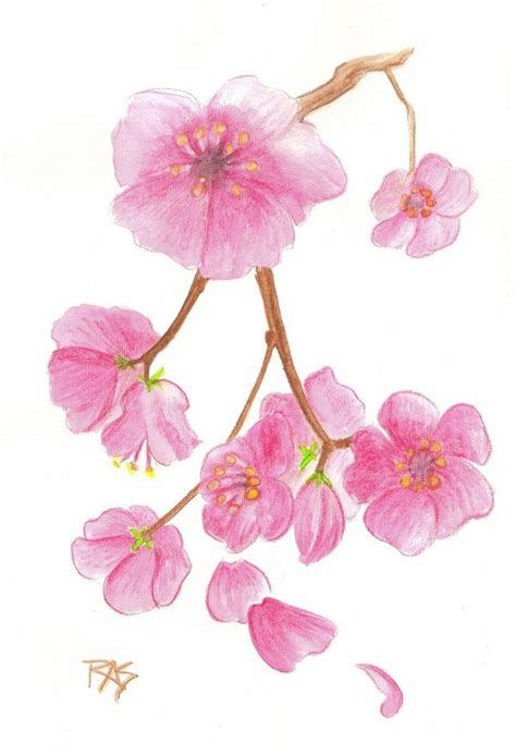 In pencil, draw a few curves to guide the twist of the trunk. Cherry Blossoms by robertsloan2 on DeviantArt | Colored Pencil | Pinterest | Cherry blossoms ...
