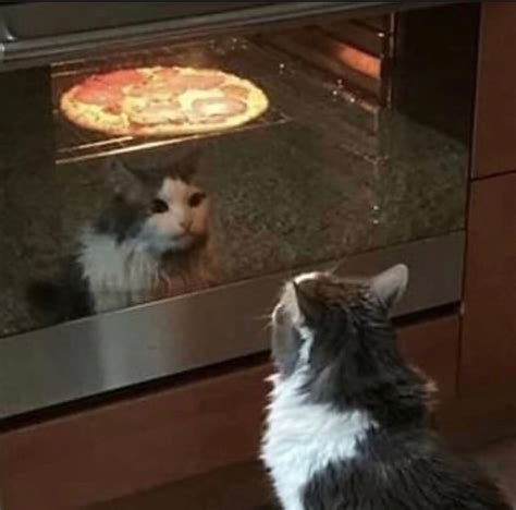 Cat Waiting For The Pizza To Be Done Meme By Damusicgamer Memedroid