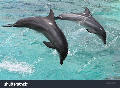 Two Bottlenose Dolphins Jumping Out Of The Sea Water Stock Photo