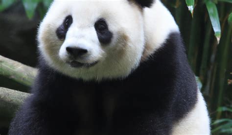 Giant Pandas No Longer Endangered But Still At Risk Kevins Rain Gardens