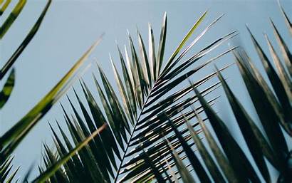 Palm Leaves Branches 4k Plant Ultra Wallpaperscraft