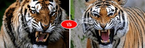 Bengal Tiger Vs Siberian Tiger Fight Comparison Who Will Win