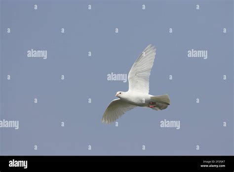 White Dove In Flight Hertfordshire Uk Bi009701 Stock Photo Alamy