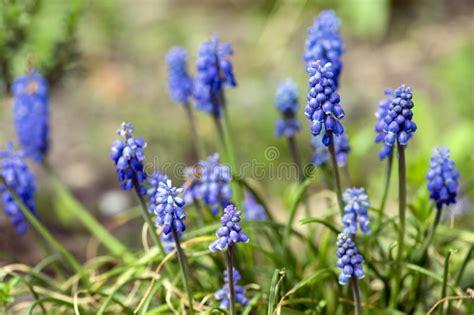 Muscari Armeniacum Ornamental Springtime Flowers Flowering Blue Plant