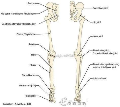 Pictures Of Bones Of The Lower Extremities