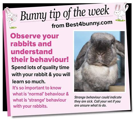 bunny tip observe and bunny care tips bunny