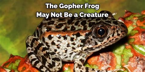 Gopher Frog Spiritual Meaning Symbolism And Totem 2023