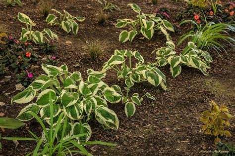 How To Plant And Grow Gorgeous Shade Loving Hosta Plants