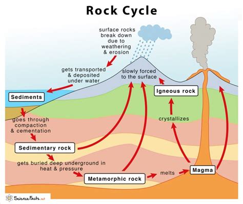 Levels Of Ecological Organization