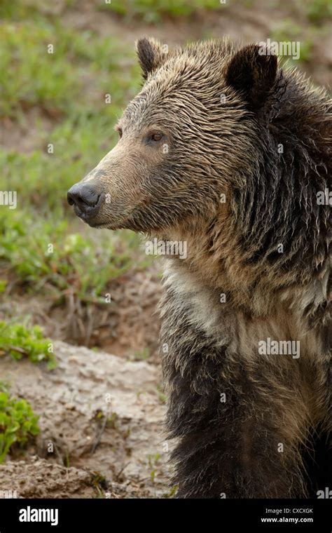 Grizzly Bear Ursus Arctos Horribilis Yellowstone National Park