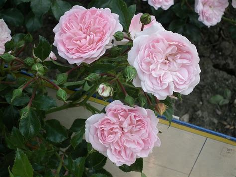 Cheshire Ground Cover Rose — Parkside Nursery Rose Growers