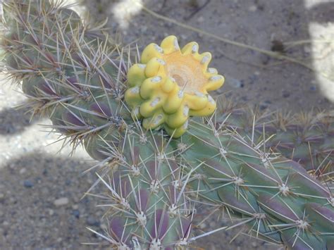 Maybe you would like to learn more about one of these? Cylindropuntia-imbricata-close-2006-G - Trout's Notes