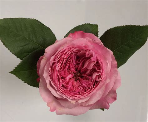 David Austin Roses Flirty Fleurs The Florist Blog Inspiration For