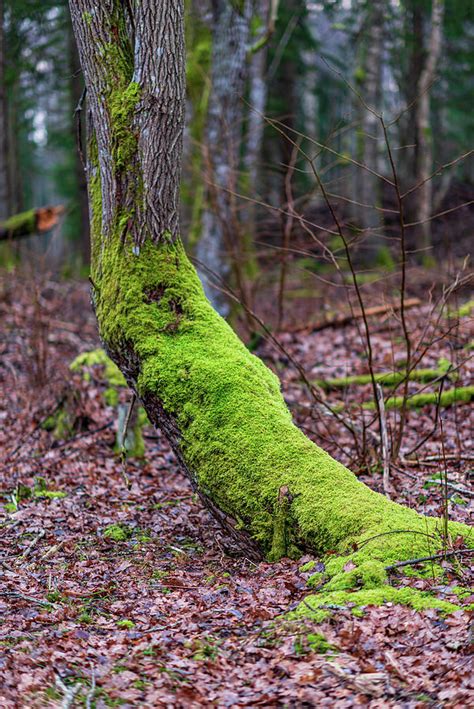 Lush Bright Green Moss On A Tree Trunk Photograph By Gatis Osenieks