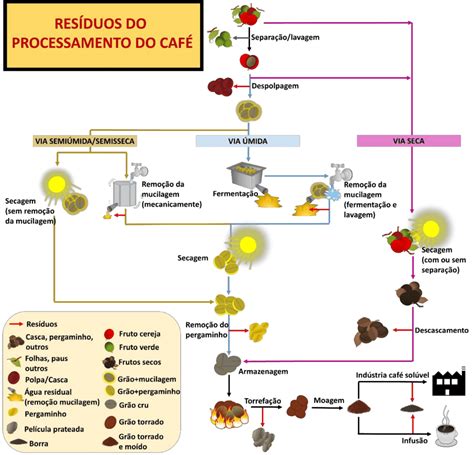 Pós colheita do café Tendências e perspectivas para cafés de qualidade