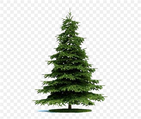 Blue Spruce Tree Norway Spruce Plant Pine Png 652x695px 3d Computer