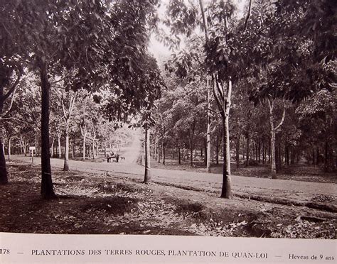 origins of french rubber plantations