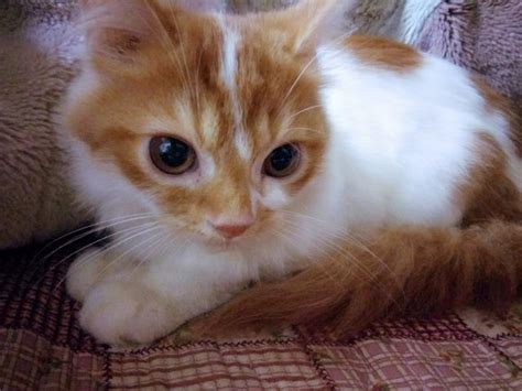3 month old maine coon persian mix. Maine Coon + Persian Kittens Adopted - 3 Years 2 Months ...
