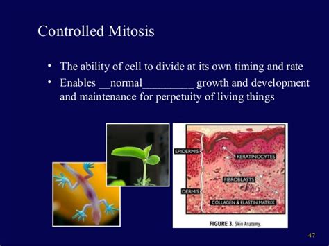 Mitosis is the step in the cell cycle that the newly duplicated dna is separated, and two new cells are formed. Mitosis