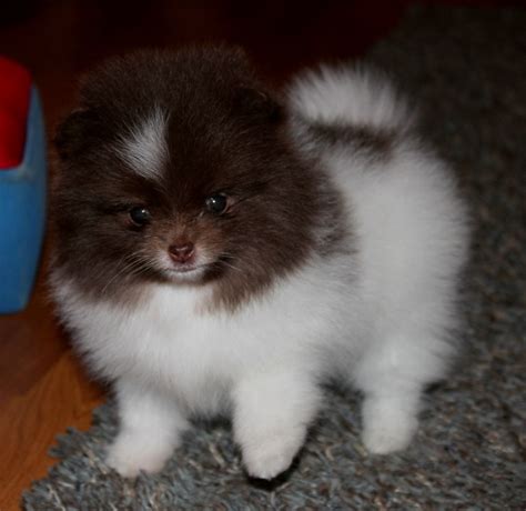 Pics Photos Full Grown Pomeranian Annes Pomeranians