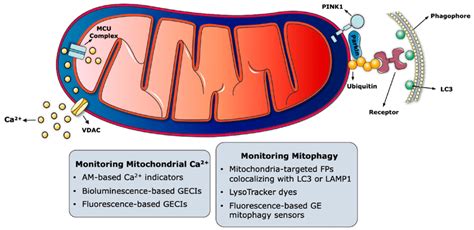 Probes To Monitor Mitochondrial Ca Signalling And Mitophagy The