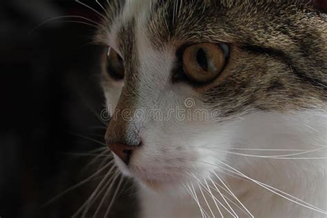 Closeup Catface Stock Image Image Of Closeup White 90672357