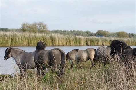 Holland animal care is producent en groothandel van een breed assortiment aan dierbenodigdheden. Wild horses national Park lelystad Netherlands