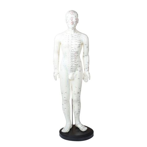 Chinese Acupuncture Male Model 50cm Human Body Acupuncture Point Model