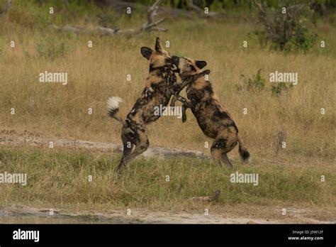 Two Cape Hunting Dogs Also Known As African Wild Dogs Playing And