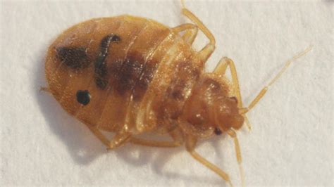 Up Close And Personal With Bed Bugs