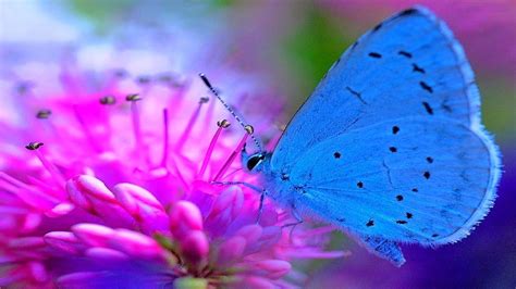 Blue Butterfly On Pink Flower Wallpaper Full Hd Id9531