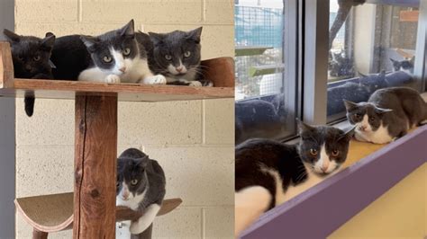 Over 80 Cats Up For Adoption Rescued From Hoarder In Riverside County