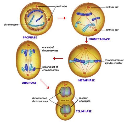 Mitosis Introduction To Mitosis Mitosis Explained With Diagram