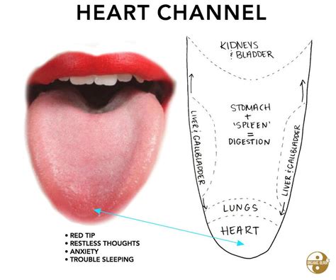 Listen To Your Tongue What Does A Red Tip Mean In Chinese Medicine