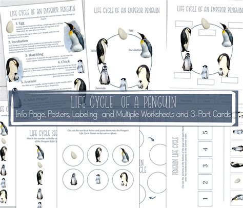 The Life Cycle Of A Penguin With Penguins And Multiple Worksheets To