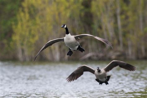 Greater Canada Geese Alighting Photograph By Ken Archer