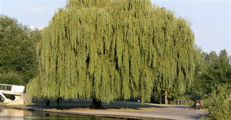How To Prune Weeping Willow Trees Ehow Uk