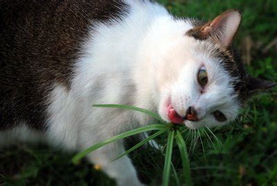 Anjing kesayangan anda jelas bukan seekor sapi, sehingga anda mungkin bingung ketika anda melihat dia makan rumput. Selamatkan Kucing Malaysia: Kucing Makan Rumput, Kenapa?